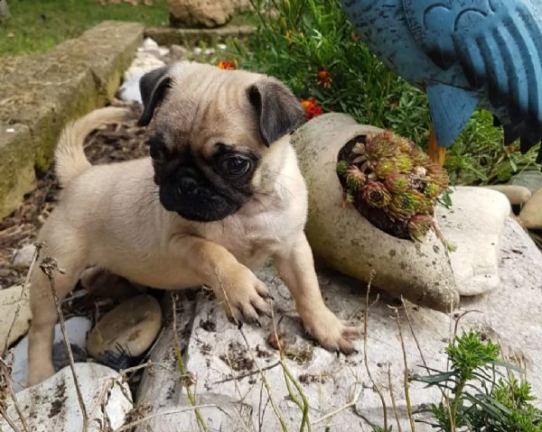 cucciolo carlino 