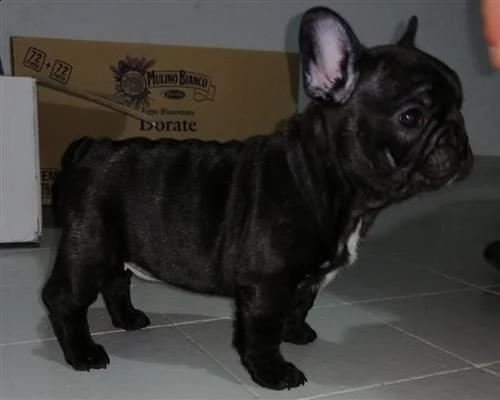 regalo cucciolo bulldog francese