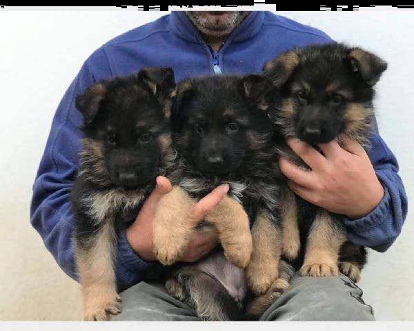 regalo ear femmina pastore tedesco