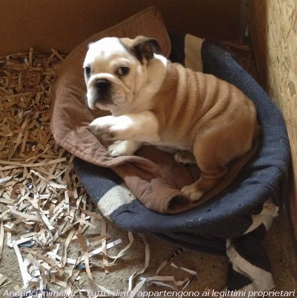accoppiamento bulldog inglese da monta con pedigree enci