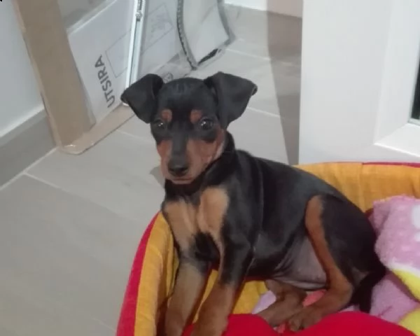 vendita cucciolo cuccioli di pincher mini nati in casa