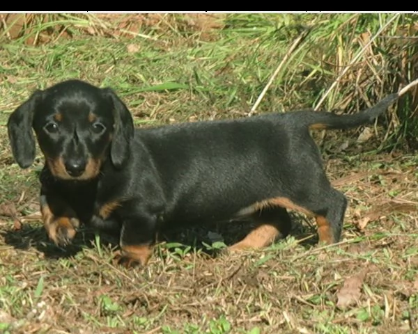 cerco cucciolo cerco cucciolo di bassotto 