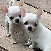 cucciolo di chiwawa mini toy intrigantissimo eccellentissimo e sanissimo