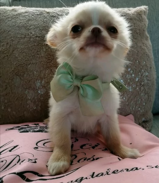maschietto chihuahua pelo lungo crema