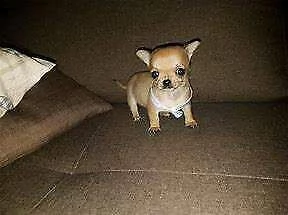  cucciolo di chiwawa mini toy bellissimi intrigantissimi e generosissimi