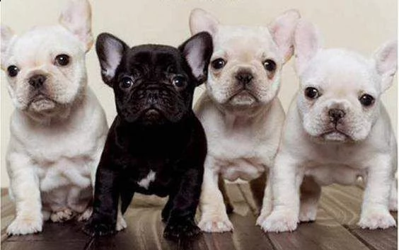 bellissimo cucciolo di bull dog francese amorevolissimi inteligentissimi e oeriginalissimi 