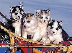 cucciolo di husky siberiano perfettissimo inteligentissimo e eccellentissimo