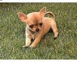 disponiamo cuccioletti chihuahua maschi e femmine di 70 giorni