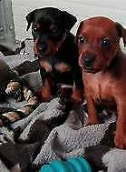 cucciolo di pincher mini toy buonissimi originalissimi e vivacissimi 