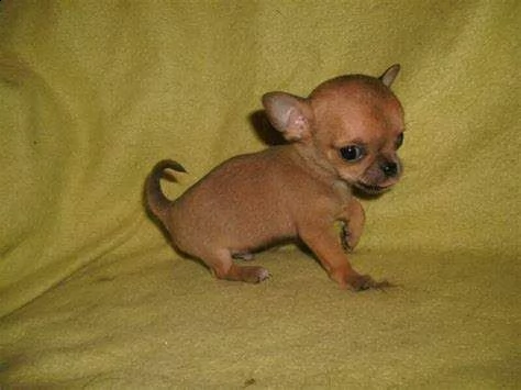 disponibili cucciolo di pincher chihahaa di 70 giorni di alta geneologia