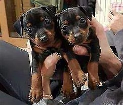 disponiamo cucciolo di pincher mini toy buonissimo eccellentissimo