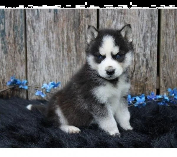 siberian husky occhi blu 3 mesi