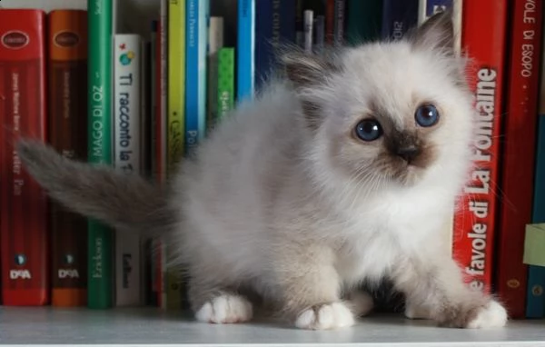 sacro di birmania 2 mesi