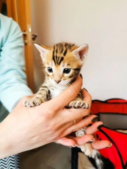 bengala ceduti con vaccino