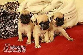 cucciolo di carlino sanissimo perfettissimo e originalissimo di 2 mesi 