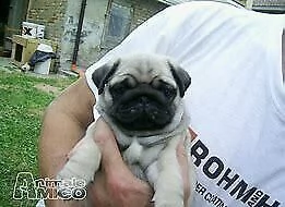 cucciolo di carlino inteligentissimo originalissimo e generosissimo di 70 giorni 