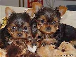 disponibili cuccioli di spitz della pomerania toy bellissimi e meravigliosi di 70 gior