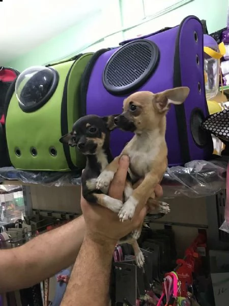 disponibile cuccioli di chihuahua mini toy 3 mesi vari colori 