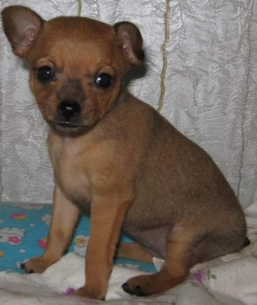 cediamo cucciolo di pincher mini mini toy buonissimo tenerissimo e tranquillissimo
