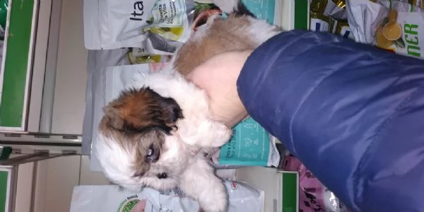 simpatica cucciola di schizu taglia piccola 3 mesi nata in ambiente familiare