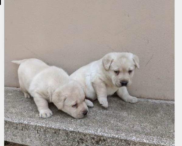 labrador 