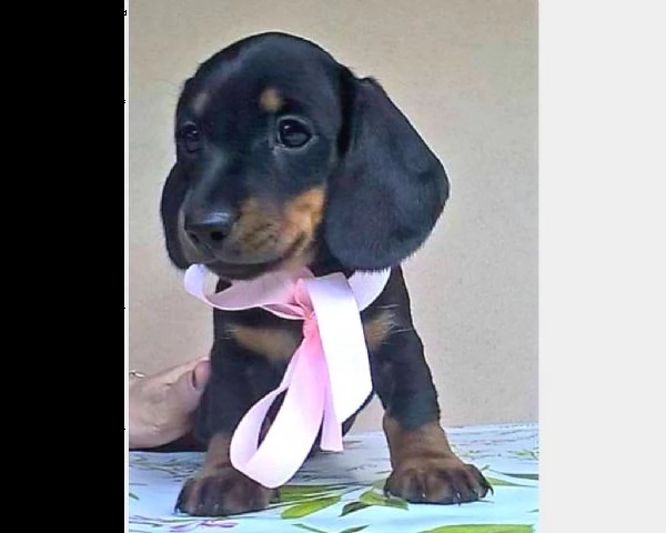 cuccioli di bassotto tedesco nani