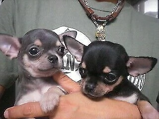 gioiosi cucciolini chihuahua toy tenerissimi stupendissimi e originalissimi 
