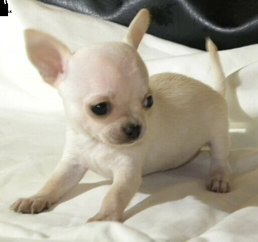 cucciolo toy di chihuahua di 70 giorni di alta geneologia eccellentissimi 