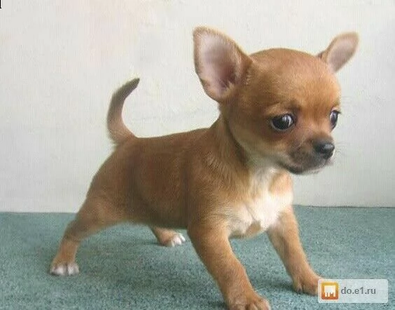 disponiamo cuccioli stupendi di chihuahua solari e affettuosissimi 