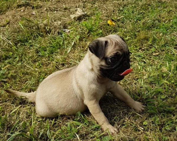 cucciolo carlino 