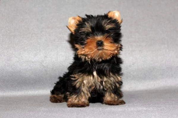 cucciolo di york shire mini toy bellissimi amorevolissimi e intrigantissimi