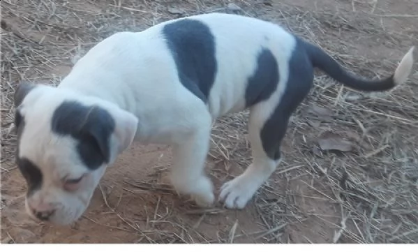 american pitbull red nose | Foto 0