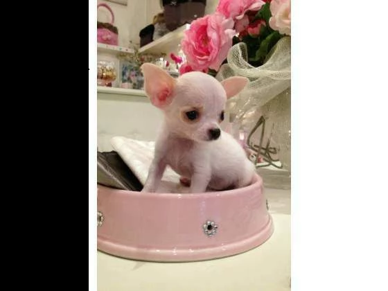 micro star cucciolini chihuahua mini toys dolcissimi bellissimi e piccolissimi 