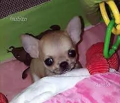 disponiamo cucciolo di chihuahua toy bellissimi e solarissimi di 70 giorni
