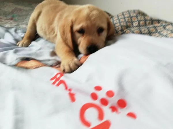 labrador retriver di due mesi già svezzato vive in appartamento 