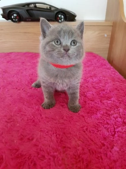 british shorthair fiv, felv certificato | Foto 0