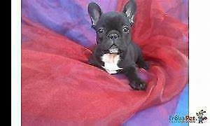 ottimo cucciolo di bull dog francese blè perfettissimo inteligentissimo 