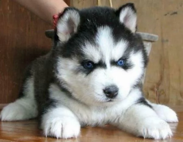 cucciolo di siberian husky inteteressanti e molto gioiosissimi di 2 mesi e mezzo