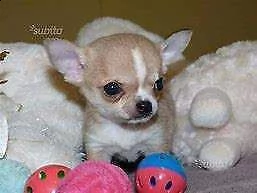 ottimo cucciolo di chiwawa mini toy bellissimi tenerissimi e originalissimi 