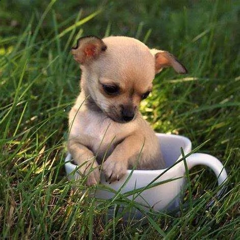 cucciolo di chiwawa mini toy bellissimi dolcissimi e tenerissimi di 2 mesi 