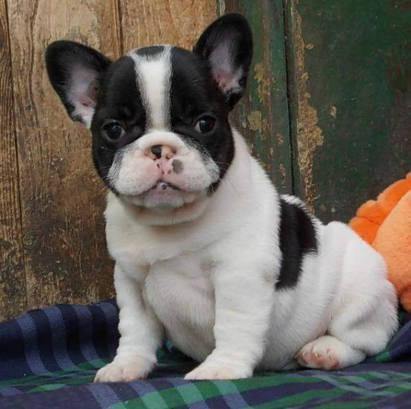 cediamo cucciolo di bull dog francese eccezionalissimi buonissimi e originalissimi