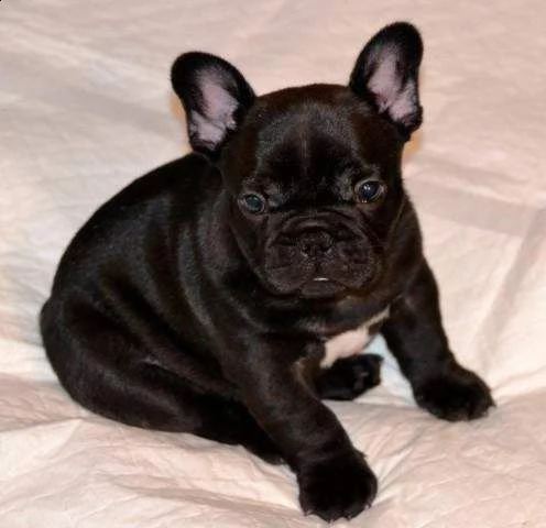 cucciolo di bull dog francese perfettissimo bellissimo e tranquillissimi