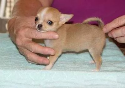disponibili cuccioli di mini toy chihuahua già sverminati e con il primo vaccino