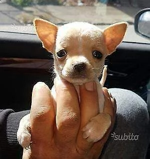 cuccioli di chihuahua toy bellissimi e dolcissimi davvero speciali maschio e femmina