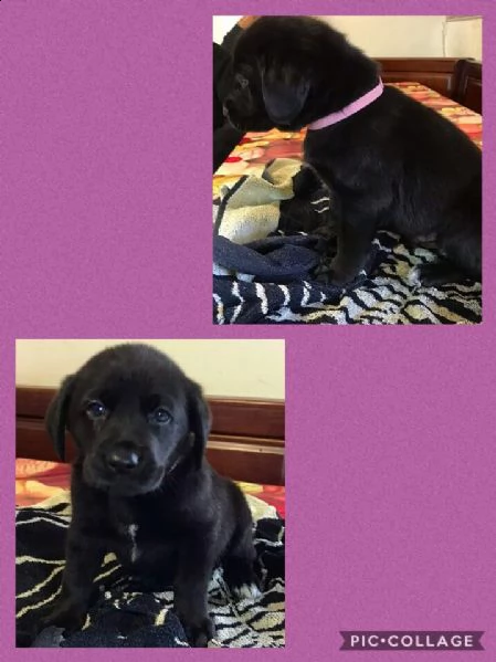 sono disponibili bellissimi cuccioli di labrador neri con pedigree enci 