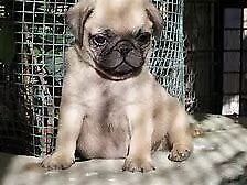 cedo cucciolo di carlino nano eccellentissimo inteligentissimo e sanissimo