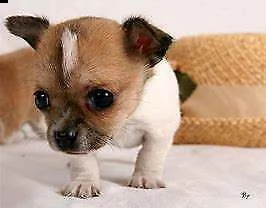 cediamo cucciolo di pincher chuwawa mini toy bellissimi intrigatissimi 