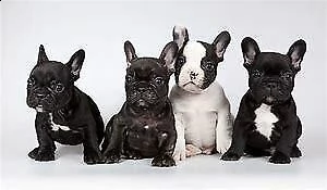 cucciolo di bull dog francese inteligentissimo sanissimo e tranquillissimo