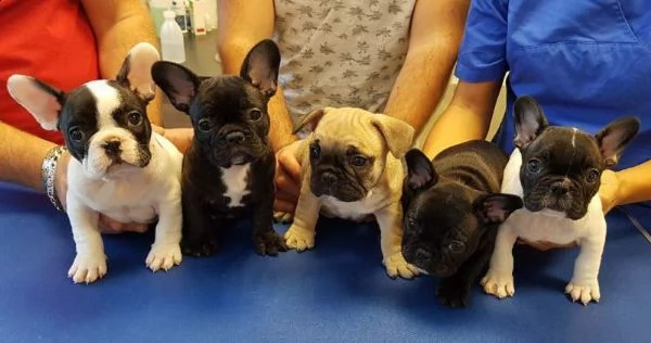 cediamo cucciolo di bull dog francese buonissimo tenerissimo e eccellentissimo