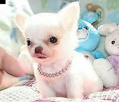 cucciolo di spitz e chiwawa mini toy dolcissimo intrigantissimo e perfettissimo 